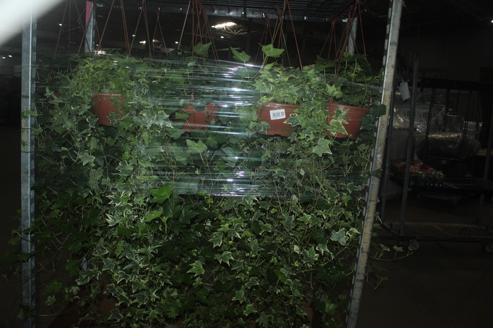 <h4>HEDERA VARIADO C21 MIN 100 CM PENDENTE</h4>