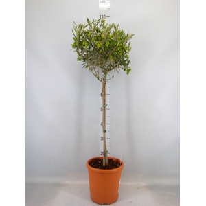 Olea europaea