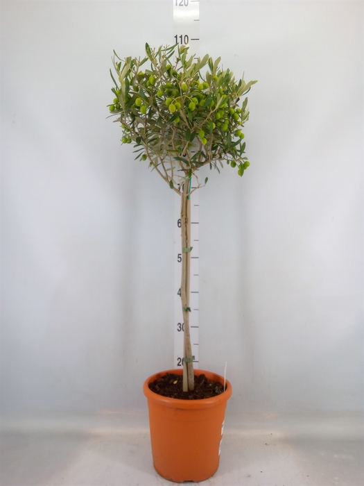 <h4>Olea europaea</h4>