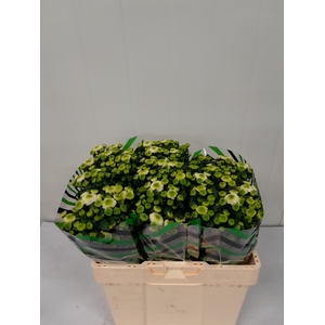 CHR S MAVERICK WHITE