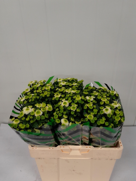 <h4>CHR S MAVERICK WHITE</h4>