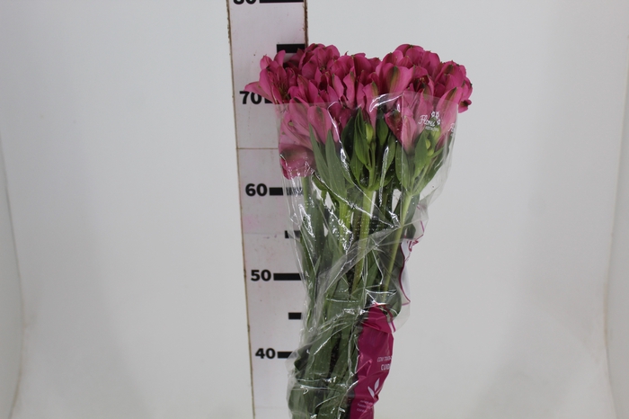 <h4>ALSTROEMERIA AUDREY 080 CM</h4>