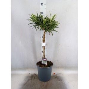 Dracaena refl.   ...