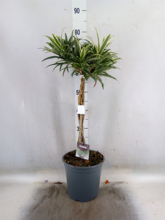 <h4>Dracaena refl.   ...</h4>