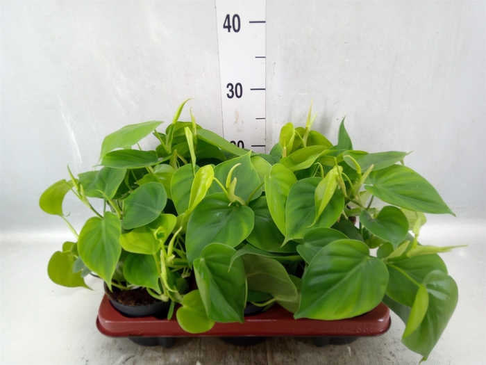 Philodendron scand.