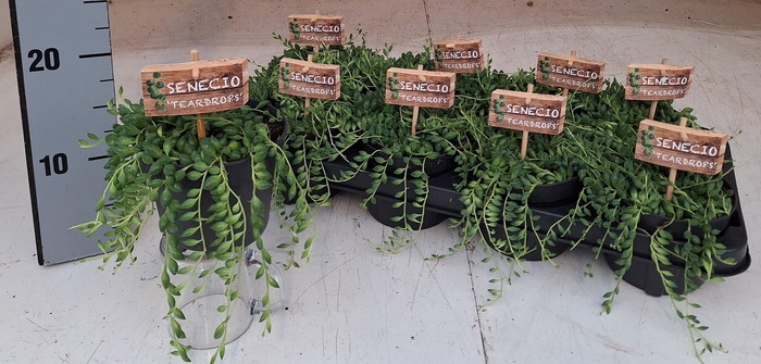 <h4>SENEC HERREIANUS</h4>