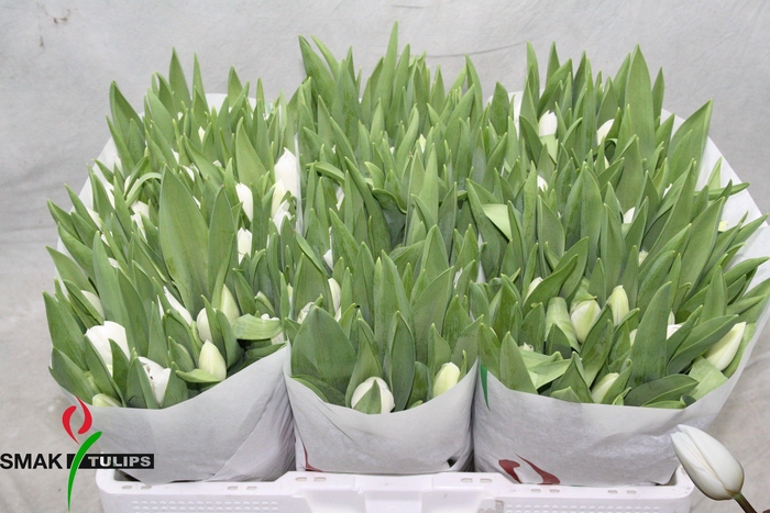 <h4>TU EN ROYAL VIRGIN</h4>