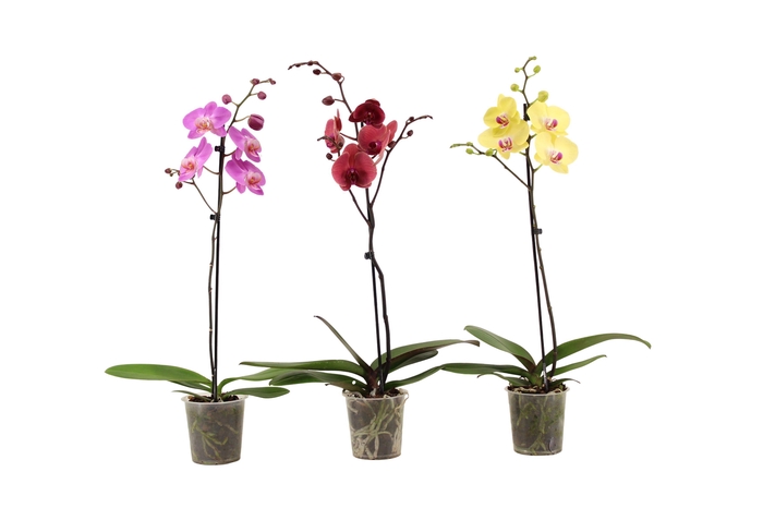 <h4>Phal Mix 1T9+ Vertakt</h4>
