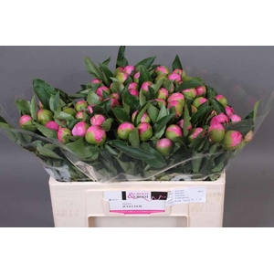 Paeonia Monsieur Jules Elie