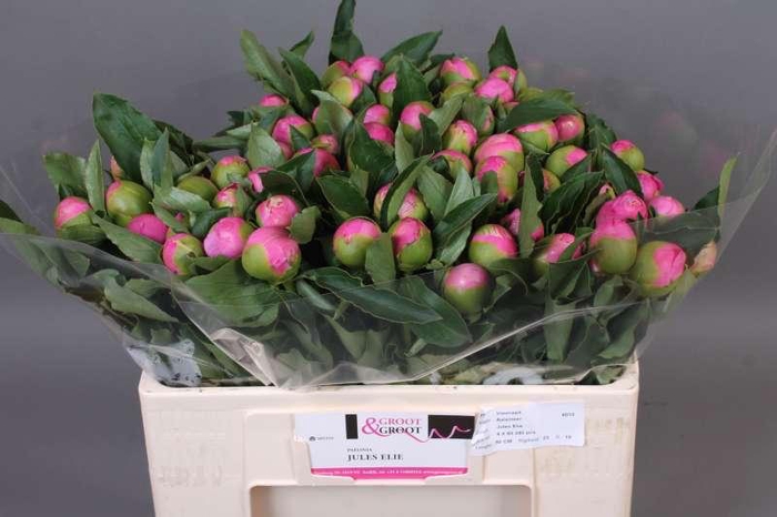 <h4>Paeonia Monsieur Jules Elie</h4>
