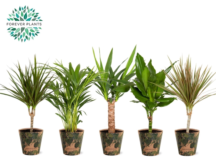 <h4>Ov Kamerplanten Gemengd Potcover Green jewels</h4>