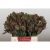 Leucadendron Senorita