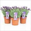 Lavandula 19 Cm. P. Stoechas Anouk