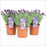 Lavandula 19 Cm. P. Stoechas Anouk