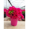 Bougainvillea overig