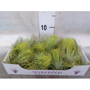 Tillandsia
