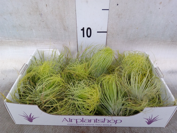 <h4>Tillandsia</h4>