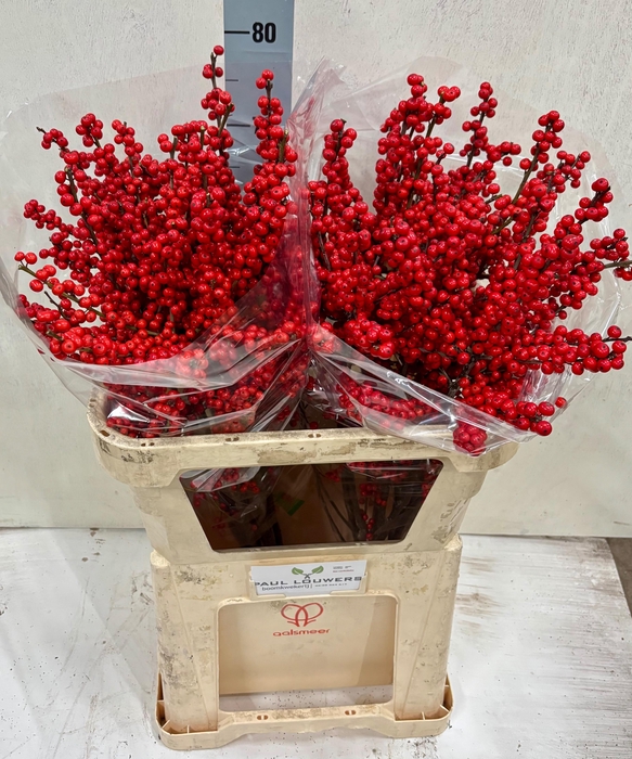 <h4>ILEX VE RODE BES</h4>