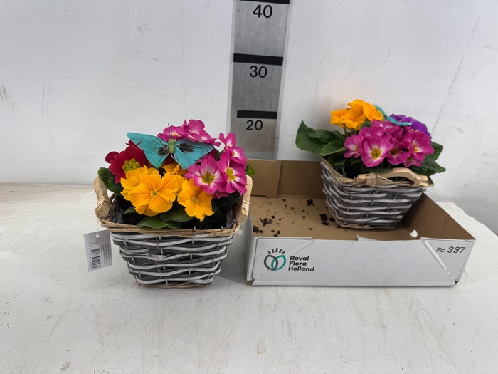 <h4>ARR PL IN SCHAAL</h4>