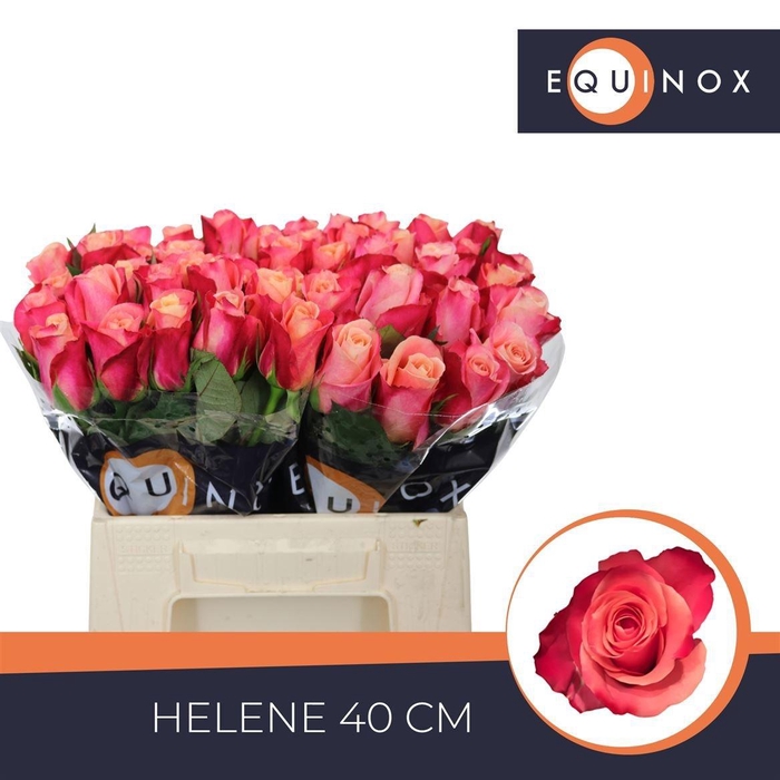 <h4>R GR HELENE</h4>