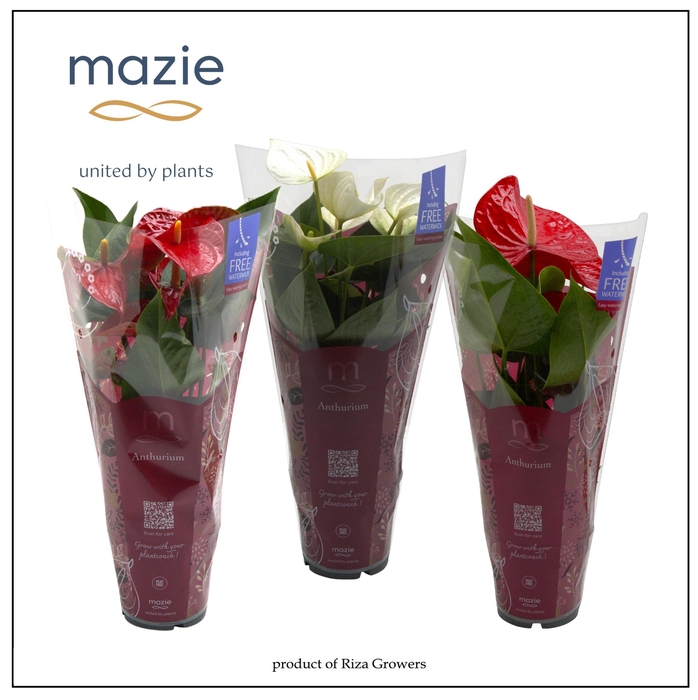 <h4>Anthurium - KARMA Red & White | 12cm | Xmas Sleeve</h4>