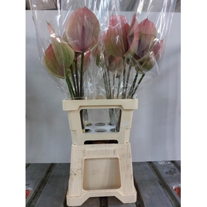 ANTH A PERUZZI 20 Water 4x5