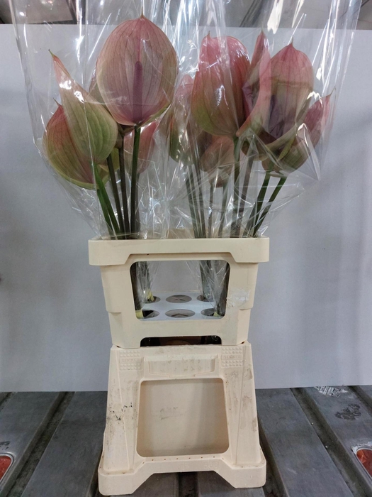<h4>Anthurium Peruzzi</h4>