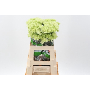 Di St Emerald Green 60cm Box