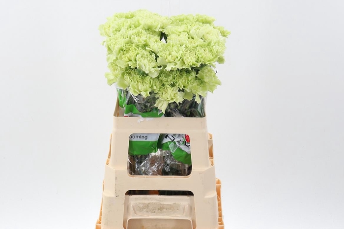 <h4>Di St Emerald Green 60cm Box</h4>