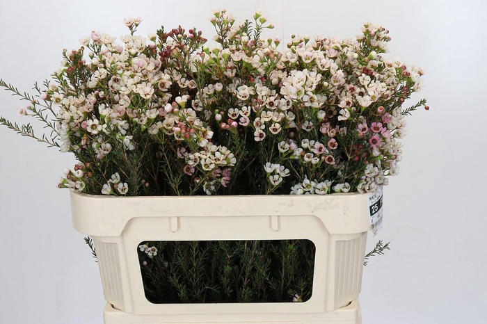 <h4>Chamelaucium Ella</h4>