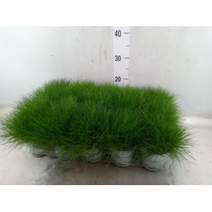 Festuca gautieri 'Amigreen'