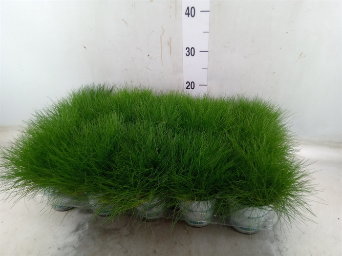 <h4>Festuca gautieri 'Amigreen'</h4>