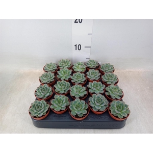 Echeveria   ...