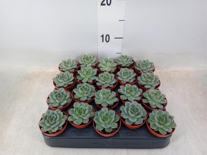 <h4>Echeveria ...</h4>