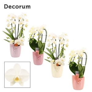 Phalaenopsis vormen mix 3 tak wit in Joa (Special moods-collect)