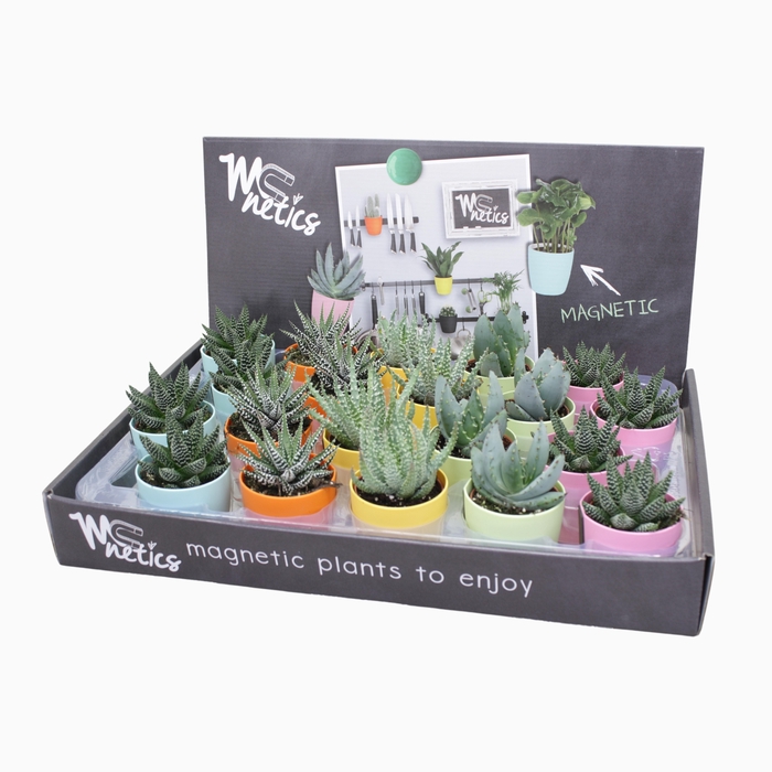 <h4>Aloe - Haworthia Gemengd Magnetic Pot Showdoos</h4>