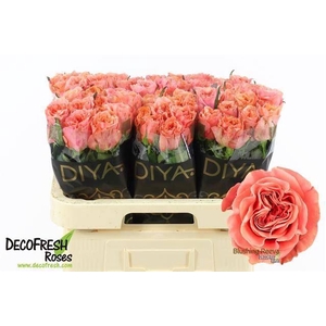 ROSA GR 'BLUSHING REEVA'