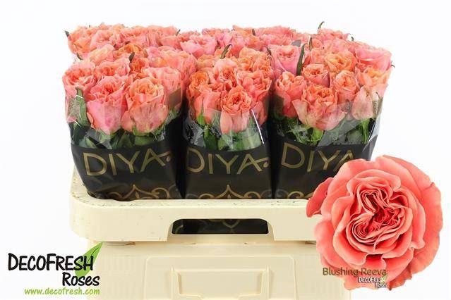 <h4>ROSA GR 'BLUSHING REEVA'</h4>