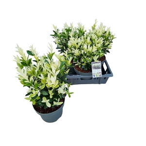 EUONYMUS JA HIMALAYA