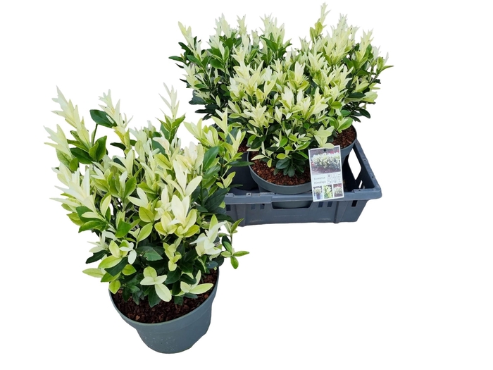 <h4>EUONYMUS JA HIMALAYA</h4>