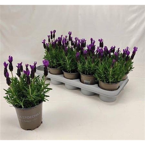 Lavendel Belle Toscane 12cm