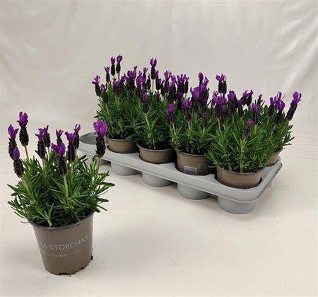 <h4>Lavendel Belle Toscane 12cm</h4>