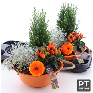 ARR TUINPLANTEN