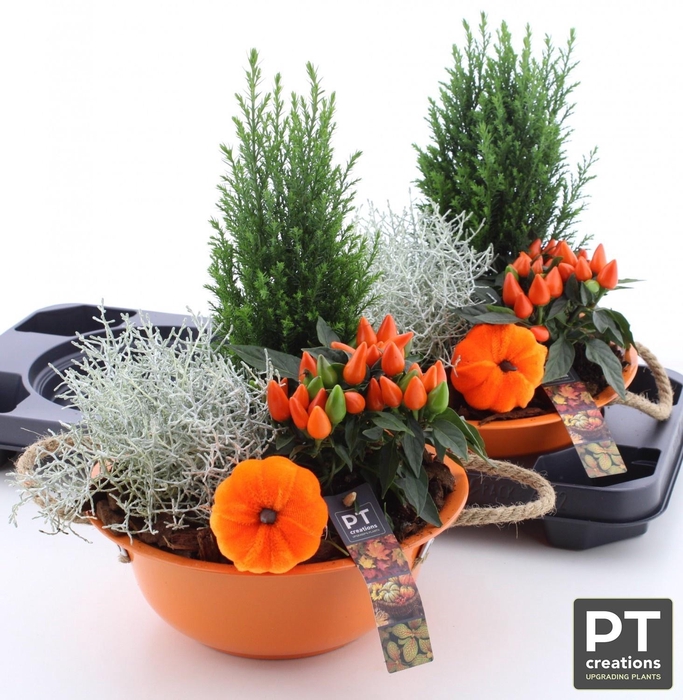 <h4>ARR TUINPLANTEN</h4>