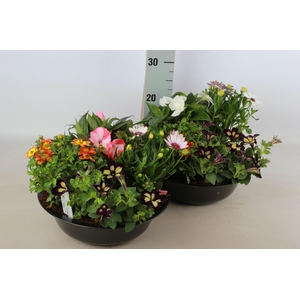 ARR TUINPLANTEN