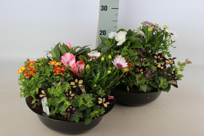 <h4>ARR TUINPLANTEN</h4>