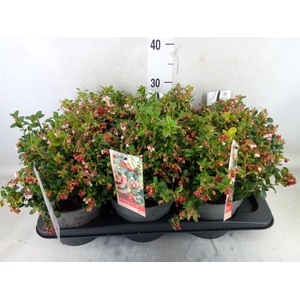 Vaccinium vitis-idaea 'Fireballs'