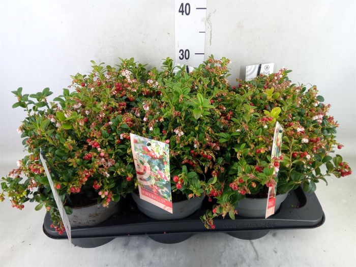 <h4>Vaccinium vitis-idaea 'Fireballs'</h4>