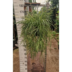 Chlorophytum Vittatum