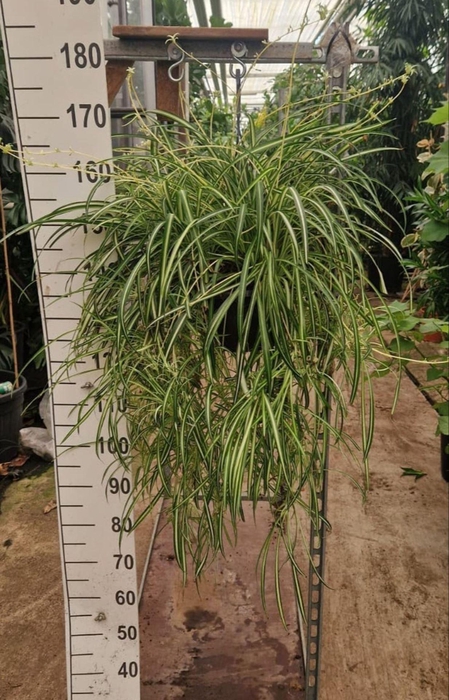 <h4>Chlorophytum Vittatum</h4>